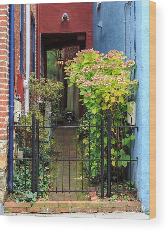 Annapolis Wood Print featuring the photograph Downtown Garden Path by Jennifer Casey