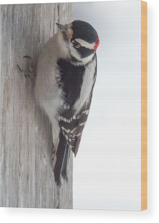 Downy Wood Print featuring the photograph Downy Woodpecker by Holden The Moment