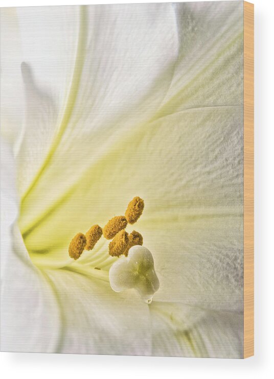 Lily Wood Print featuring the photograph Easter Lily by Betty Eich