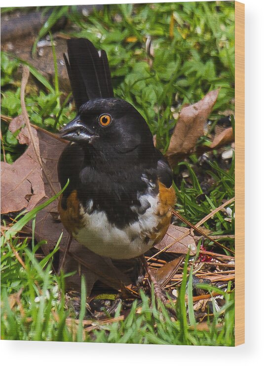 Eastern Towhee Wood Print featuring the photograph Eastern Towhee - Male by Robert L Jackson