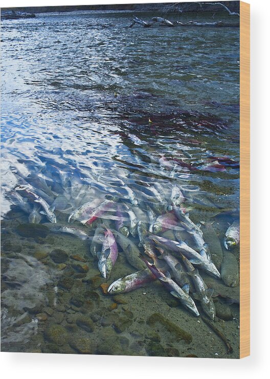 Salmon Wood Print featuring the photograph Ending To Begin by Theresa Tahara