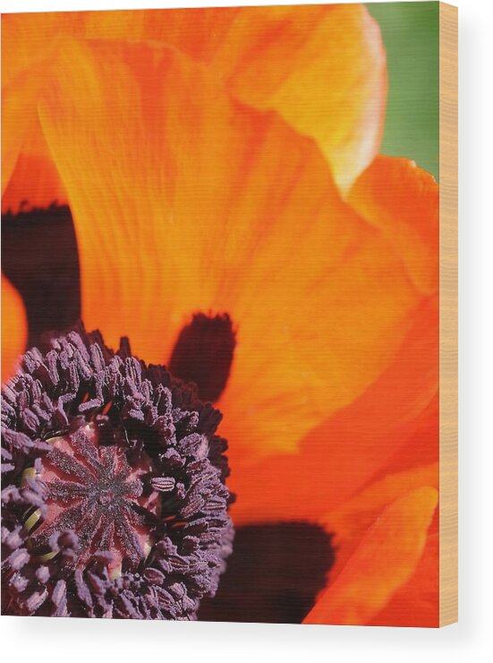 Poppy Wood Print featuring the photograph Essence of Poppy by Andrea Lazar