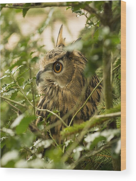 Eurasian Eagle-owl Wood Print featuring the photograph Eurasian Eagle-Owl 2 by Tracy Winter