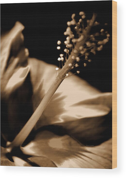 Hibiscus Wood Print featuring the photograph Evening Silk Hibiscus by DigiArt Diaries by Vicky B Fuller