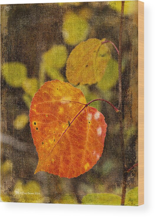 Fall Colors Wood Print featuring the photograph Fall Quaking Aspen by Fred Denner