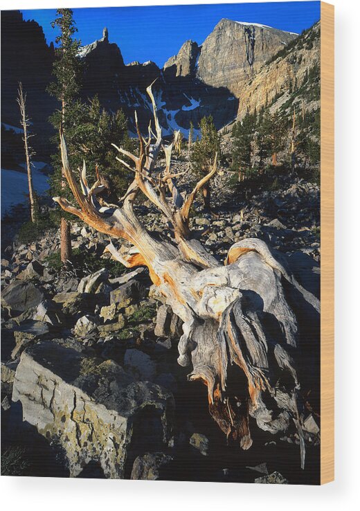 National Park Wood Print featuring the photograph Fallen Ancient by Ray Mathis