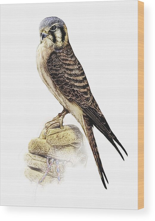 White Background Wood Print featuring the drawing Female Kestrel Perching. by GeorgePeters