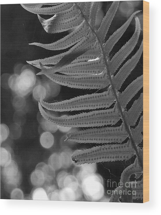 Fern Wood Print featuring the photograph Fern detail by Inge Riis McDonald