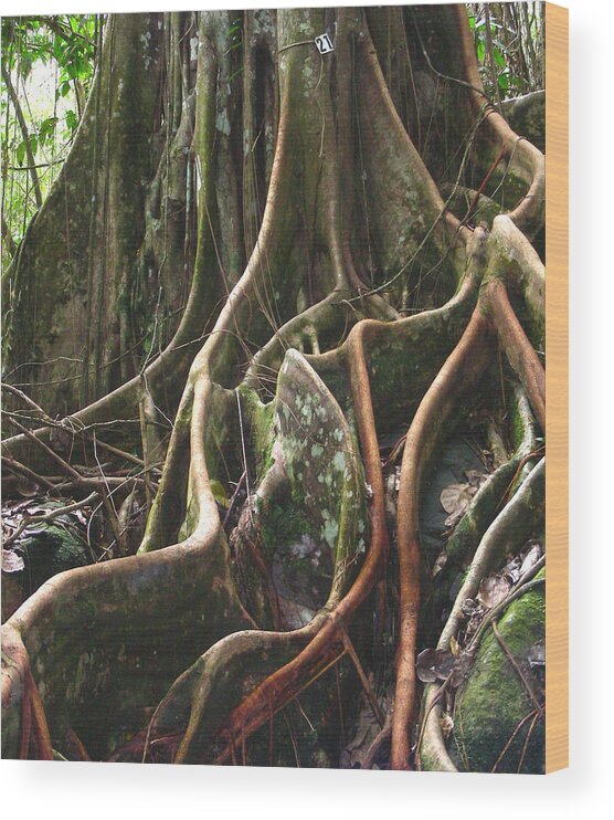 Tree Wood Print featuring the photograph Fig Tree by Jean Wolfrum