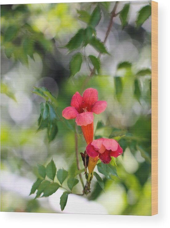 Trumpet Vine Wood Print featuring the photograph Floral Trumpet by Katherine White
