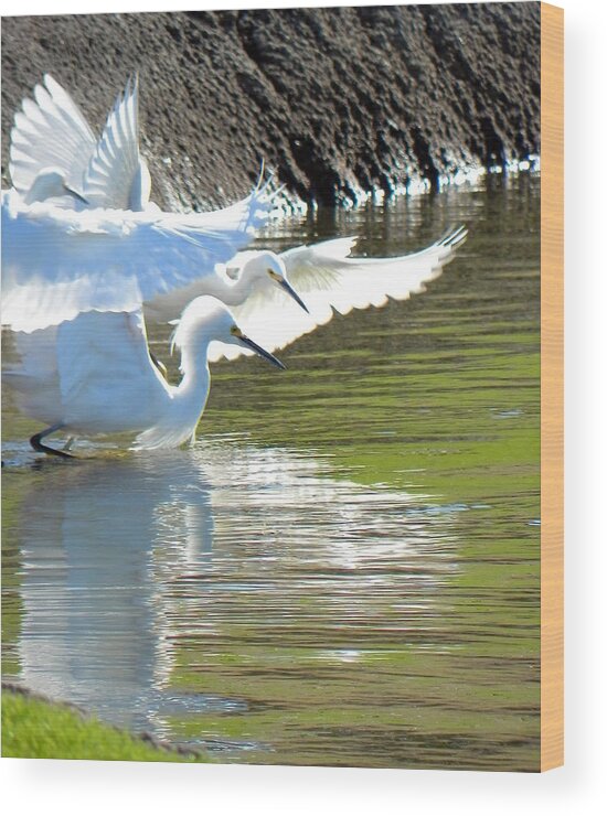 Egret Wood Print featuring the photograph Flurry by Deb Halloran