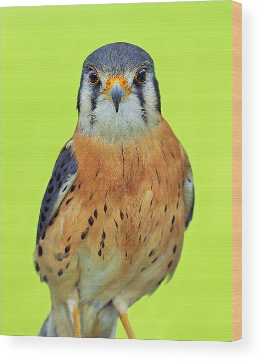 American Kestrel Wood Print featuring the photograph Forward Focus by Tony Beck