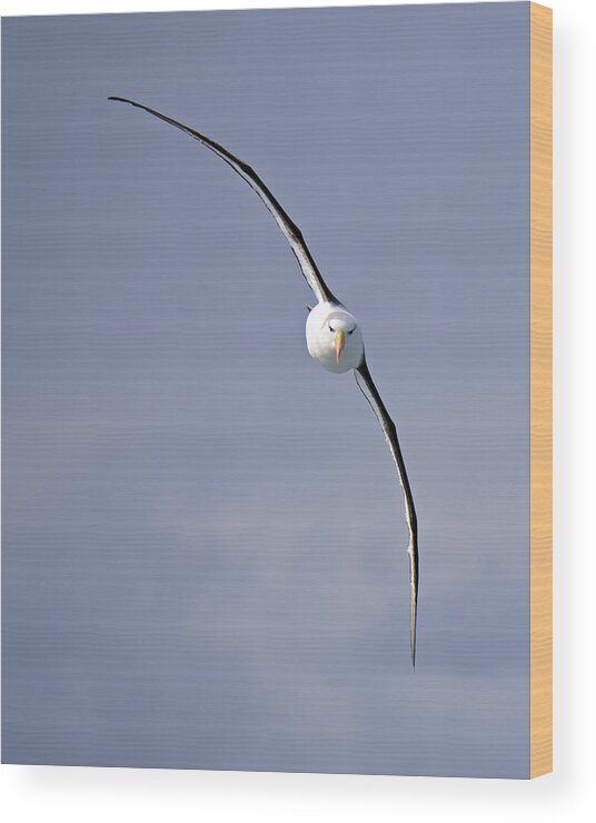 Black-browed Albatross Wood Print featuring the photograph Free To Follow by Tony Beck