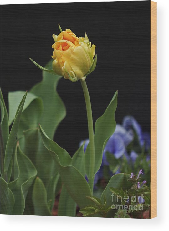 Tulip Wood Print featuring the photograph Front Yard Tulip by Robert Pilkington