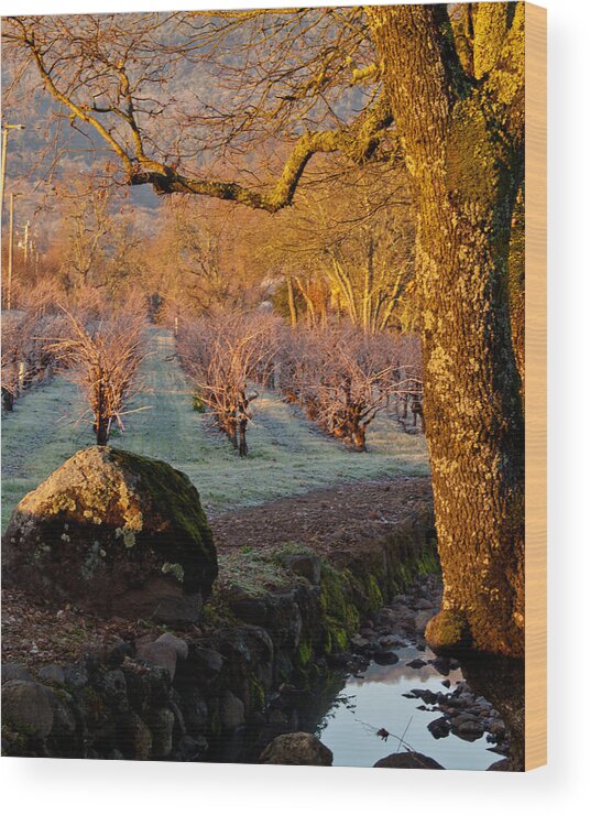 Oak Wood Print featuring the photograph Frost in the Valley Of the Moon by Bill Gallagher