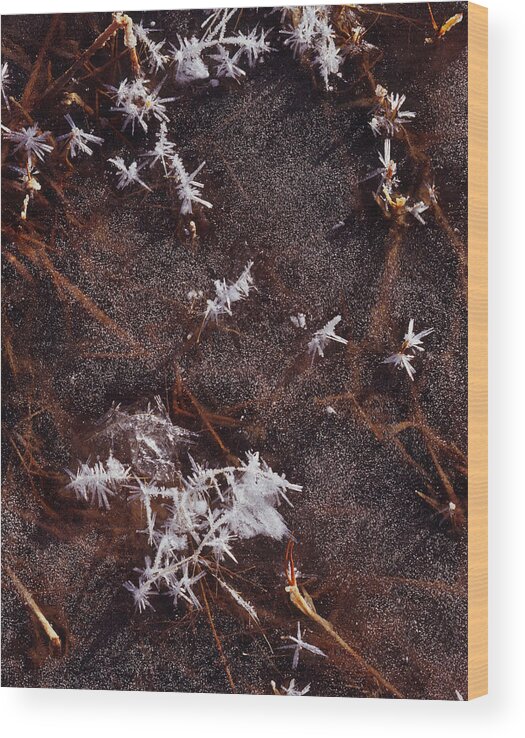 Nature Photography Wood Print featuring the photograph Frost Plumes by Tom Daniel