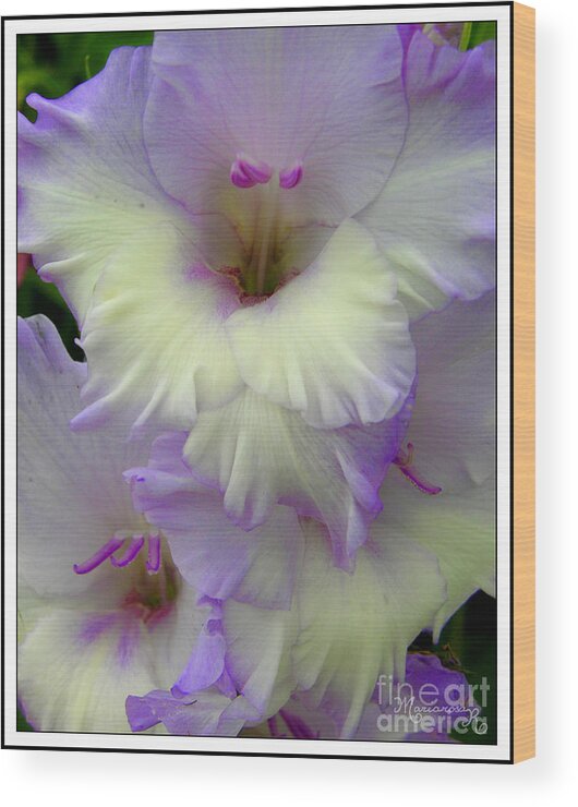 Flora Wood Print featuring the photograph Gladioli by Mariarosa Rockefeller