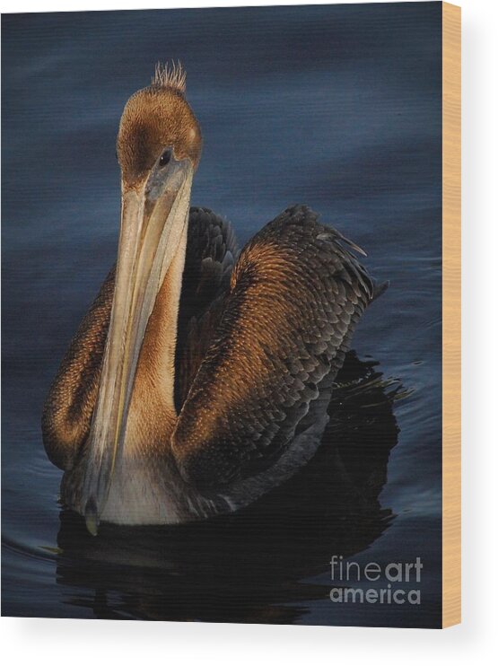 Pelican Wood Print featuring the photograph Golden Beauty by Quinn Sedam