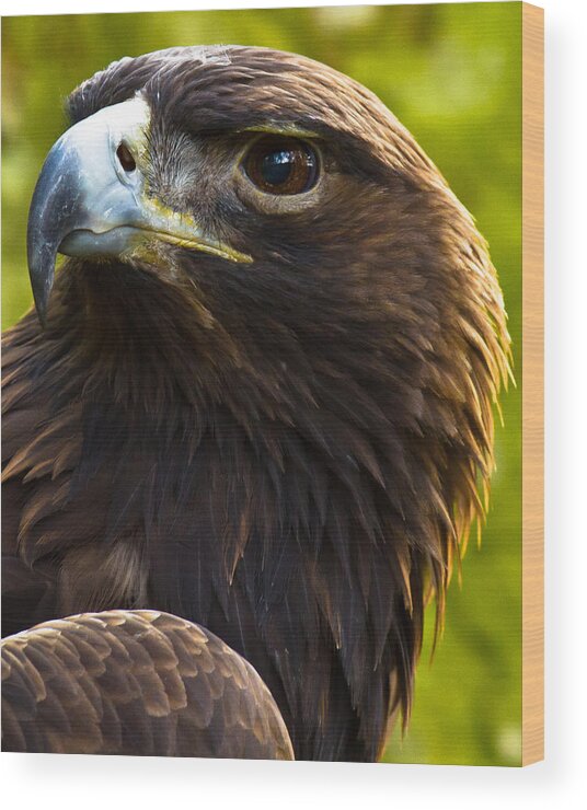Golden Eagle Wood Print featuring the photograph Golden Eagle by Robert L Jackson