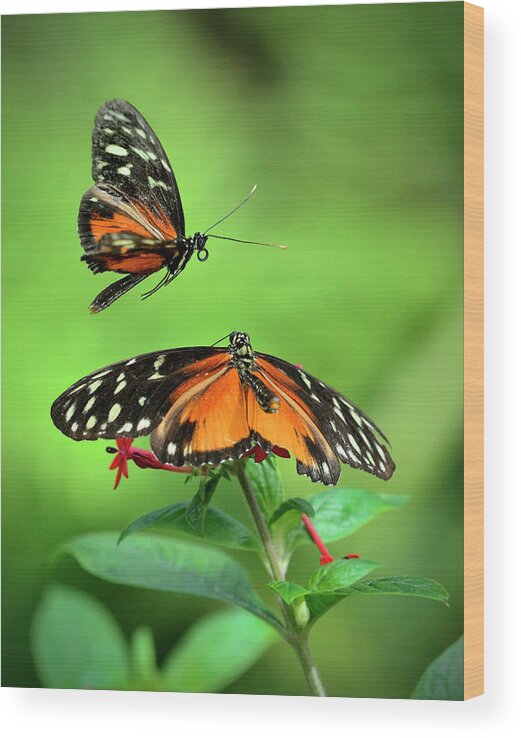 Animal Themes Wood Print featuring the photograph Golden Heliconius Butterflies In Mating by Lasting Image By Pedro Lastra