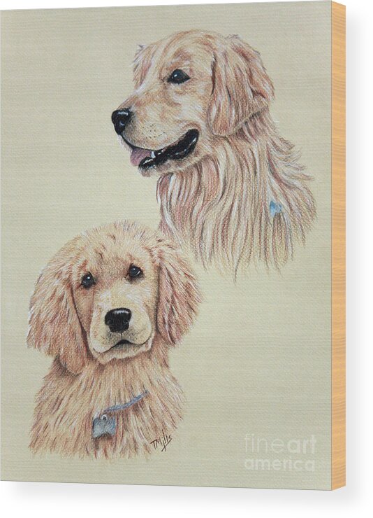Golden Wood Print featuring the drawing Golden Retriever by Terri Mills