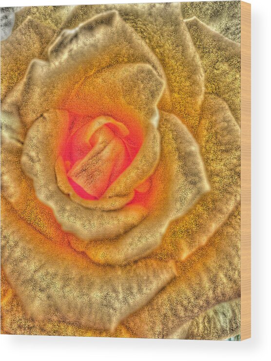 Rose Wood Print featuring the photograph Golden Rose by Marian Lonzetta