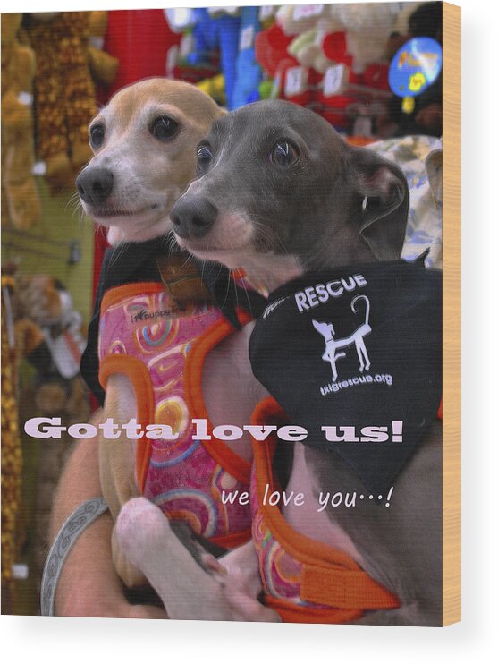 Italian Greyhounds Rescue Wood Print featuring the photograph Gotta Love Us by Pamela Smale Williams
