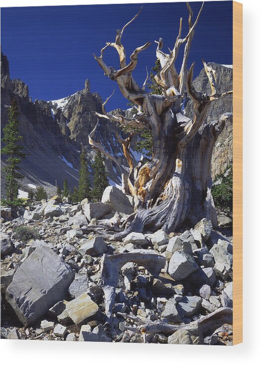 National Park Wood Print featuring the photograph Great Basin Bristlecone by Ray Mathis