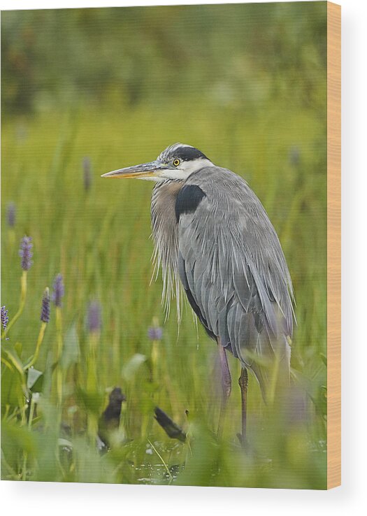Great Blue Heron Wood Print featuring the photograph Great Blue Heron by John Vose