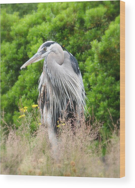 Photographs Wood Print featuring the photograph Great Blue Heron Watching and Waiting by Brian Chase