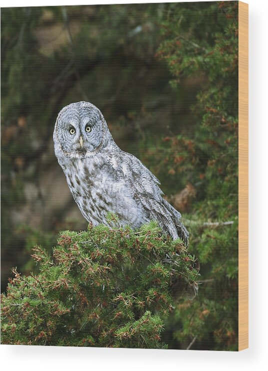 Great Grey Owl Wood Print featuring the photograph Great Grey Owl by Gary Langley