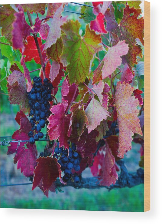 Grapes Wood Print featuring the photograph Hanging in there by Kent Nancollas