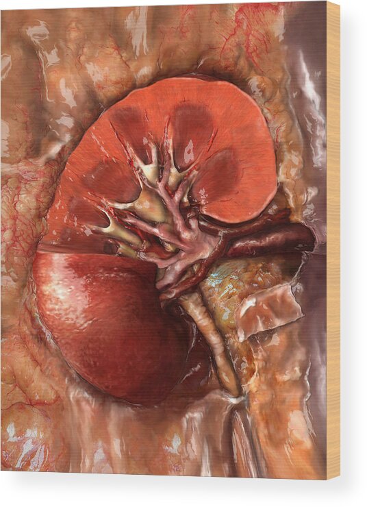 Adrenal Gland Wood Print featuring the photograph Healthy Kidney, Sectioned by Anatomical Travelogue