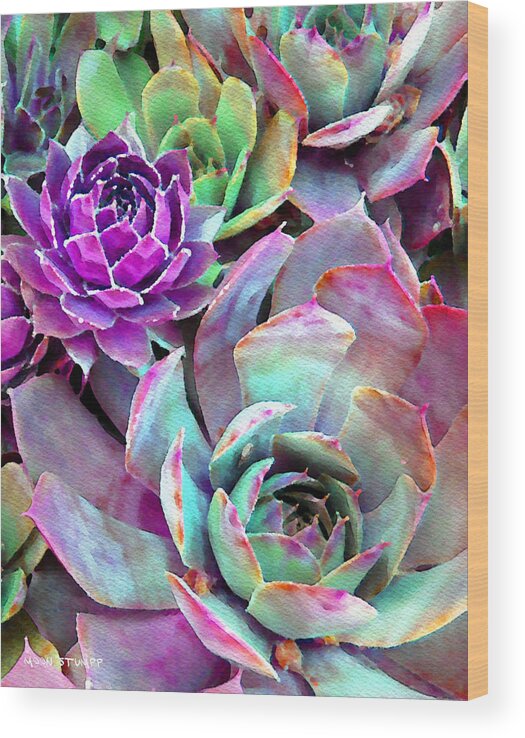Hens And Chicks Photography Wood Print featuring the photograph Hens and Chicks series - Urban Rose by Moon Stumpp