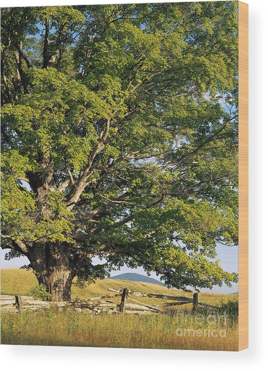 Summer Wood Print featuring the photograph High Summer by Alan L Graham
