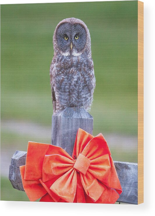 Wildlife Wood Print featuring the photograph Holiday Owl by Kevin Dietrich