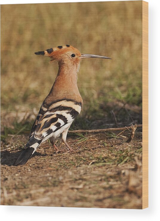 Hoopoe Wood Print featuring the photograph Hoopoe by Paul Scoullar