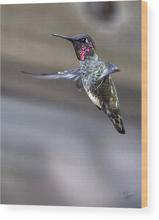 Endre Wood Print featuring the photograph Hummingbird 4 by Endre Balogh