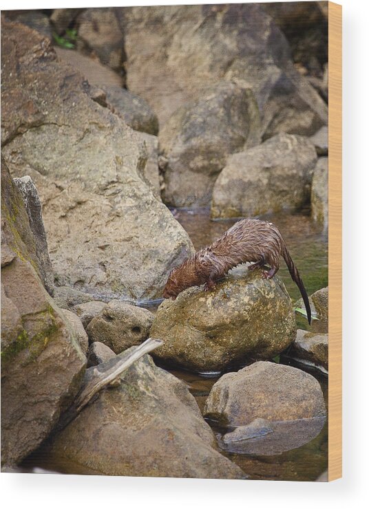 Mink Wood Print featuring the photograph Hunting Along Ponca Creek by Michael Dougherty