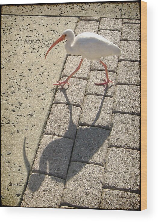 Ibis Wood Print featuring the photograph Ibis by The Art of Marsha Charlebois