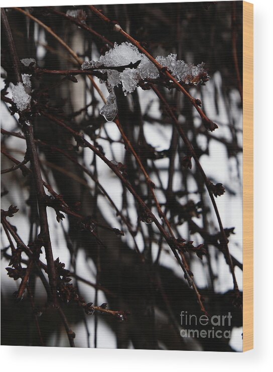 Ice Wood Print featuring the photograph Ice 2 by Linda Shafer