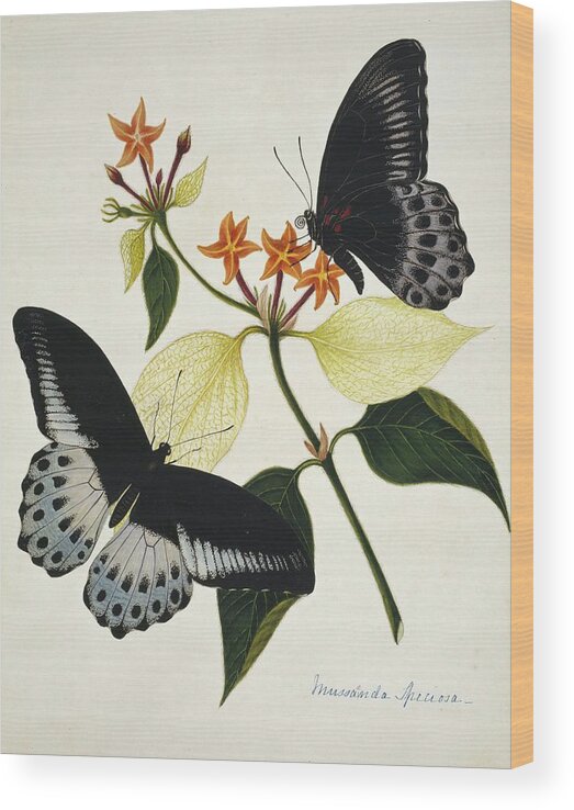 Mussaenda Speciosa Wood Print featuring the photograph Indian Butterflies And Flowers by Natural History Museum, London/science Photo Library