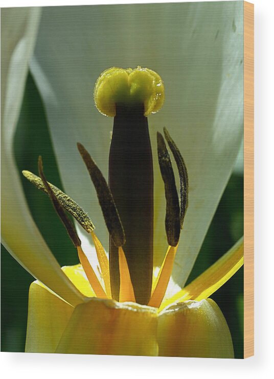 Tulip Wood Print featuring the photograph Inner Workings by Rona Black