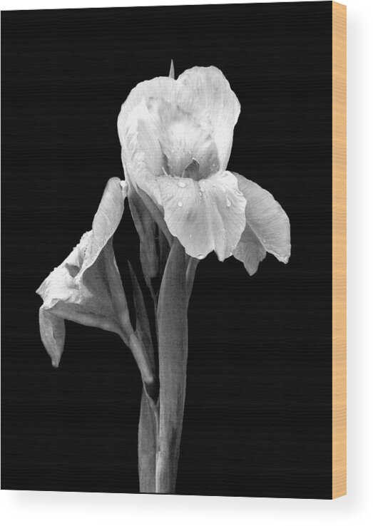Photography Wood Print featuring the photograph 'Iris with Raindrops' by Liza Dey