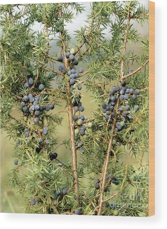 Flora Wood Print featuring the photograph Juniper Berries by Tierbild Okapia/Hans Reinhard
