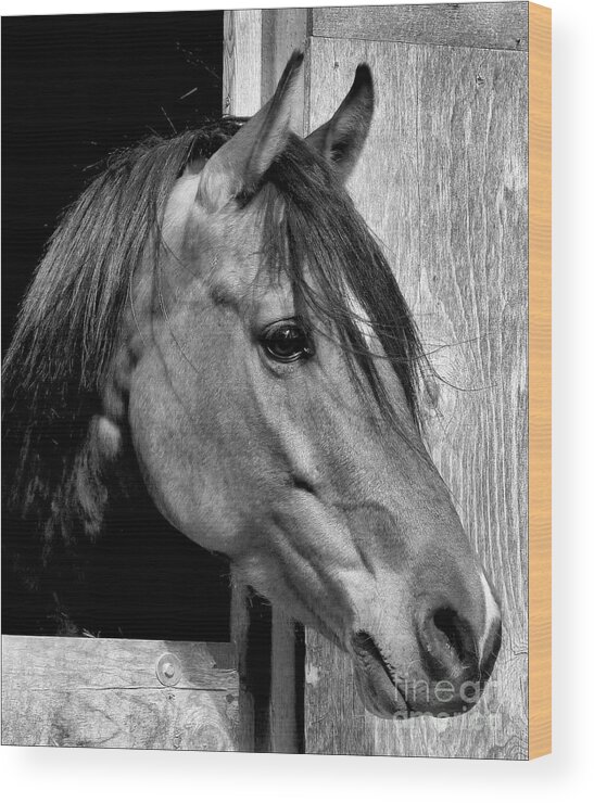 Equine Wood Print featuring the photograph Kazzmeire by Julia Hassett