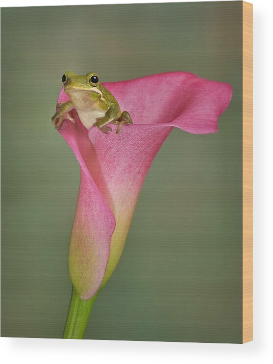 Calla Wood Print featuring the photograph Kermit Peeking Out by Susan Candelario