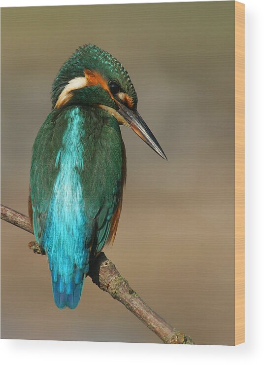 Kingfisher Wood Print featuring the photograph Kingfisher1 by Tony Mills