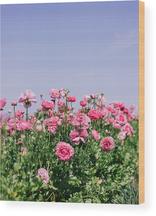 Flower Wood Print featuring the photograph La vie en rose by Nastasia Cook