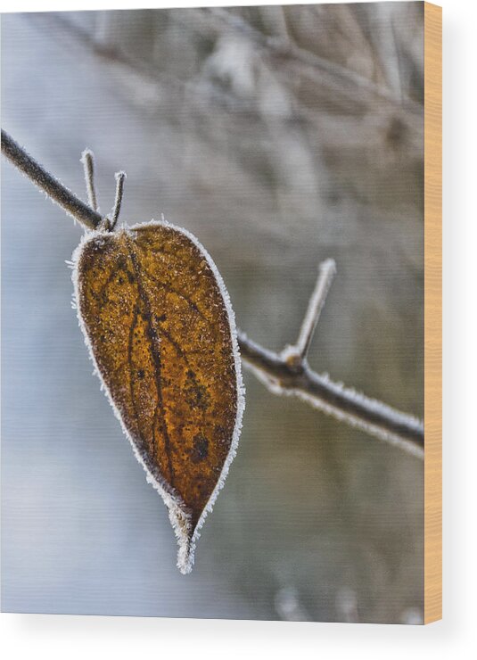 Minneapolis Wood Print featuring the photograph Leaf Trimmed in Frost by Betty Eich